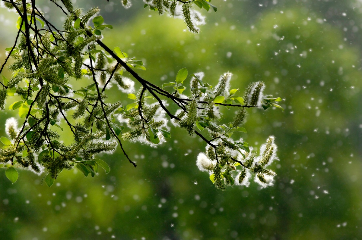 A tree branch releasing fluffy white pollen into the air